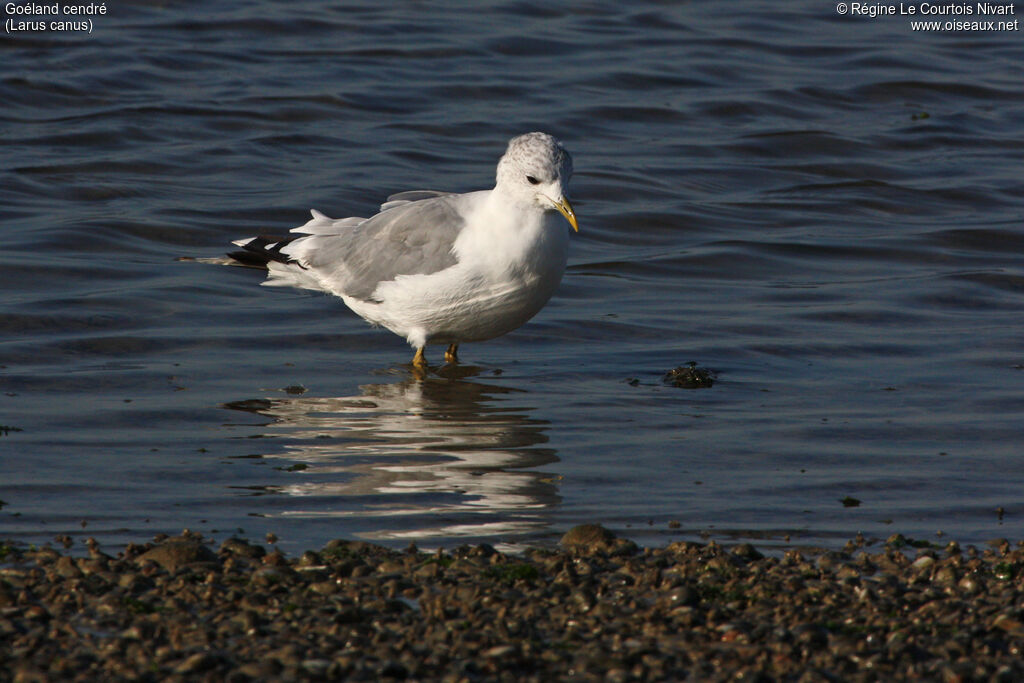 Mew Gull