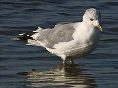 Common Gull