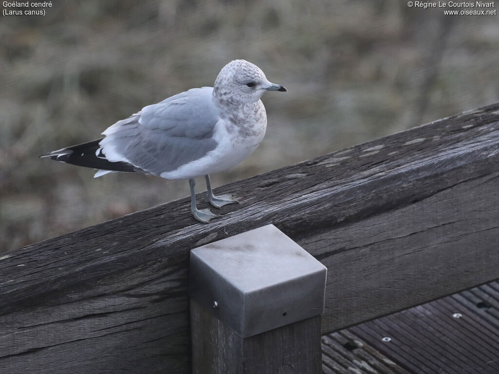 Mew Gull