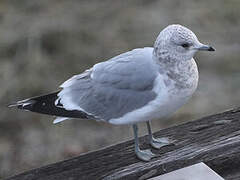 Mew Gull