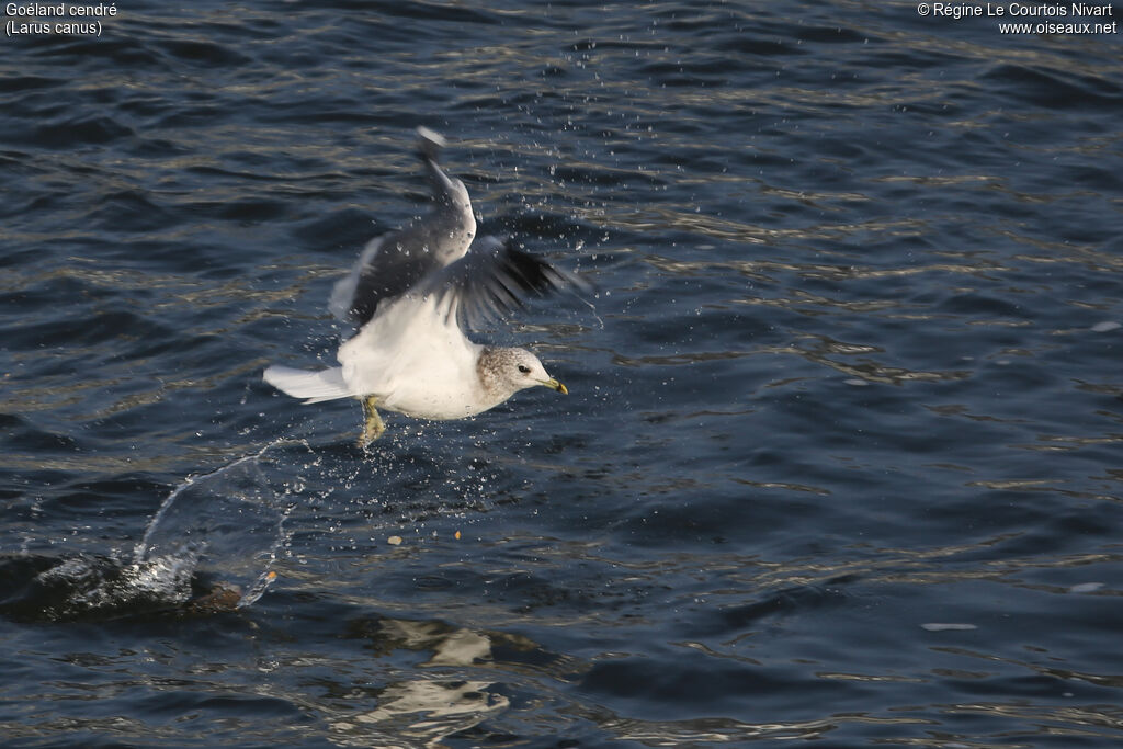 Mew Gull