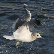 Common Gull