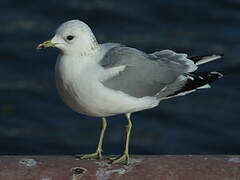 Common Gull