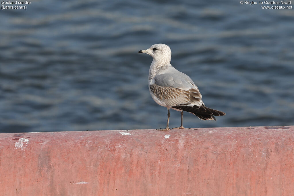 Mew Gull