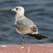 Common Gull