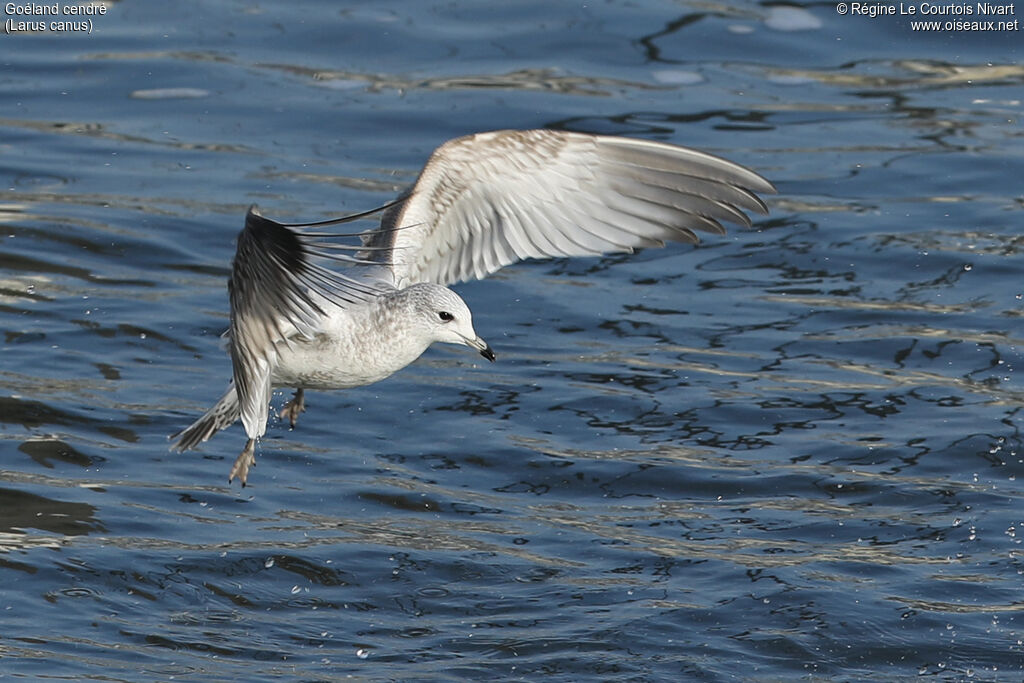 Common Gull