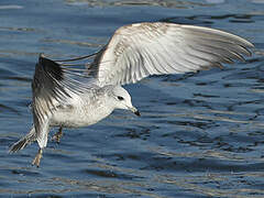 Common Gull