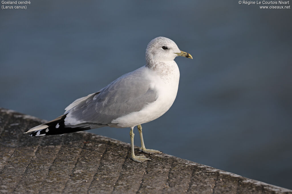 Mew Gull