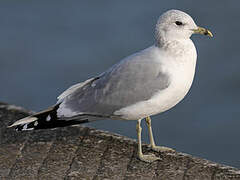 Mew Gull