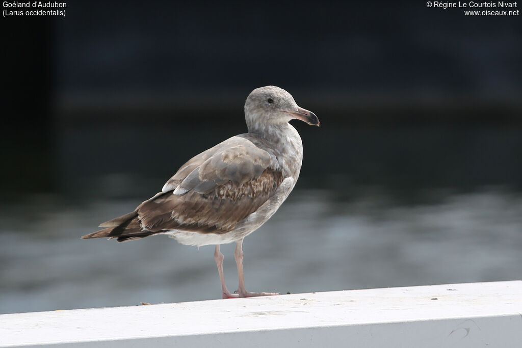 Goéland d'Audubonimmature