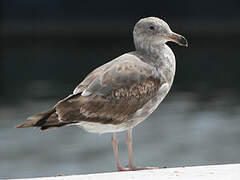 Western Gull