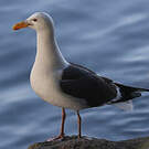 Goéland d'Audubon