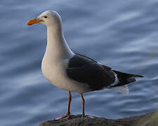 Western Gull