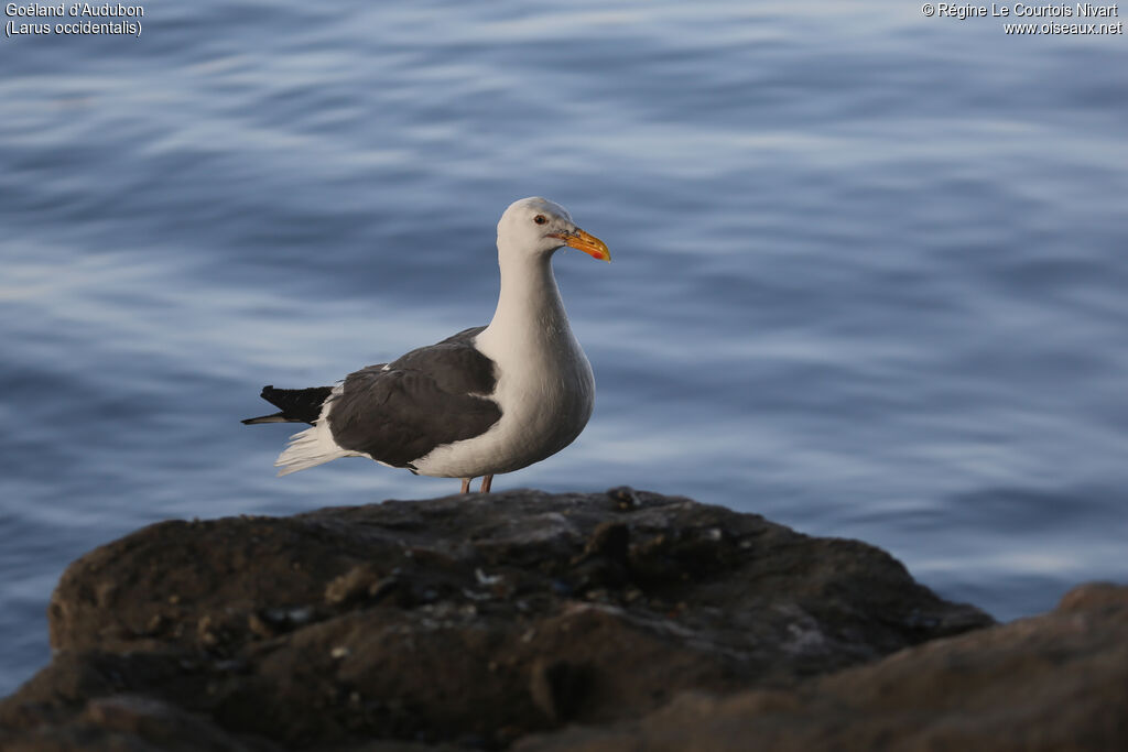 Goéland d'Audubon