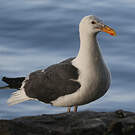 Goéland d'Audubon