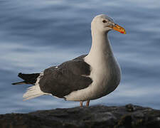 Western Gull