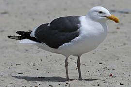 Western Gull