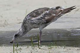 Western Gull