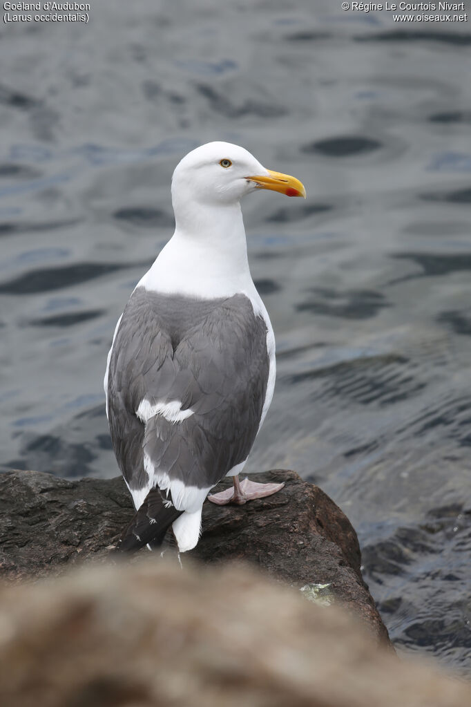 Western Gull