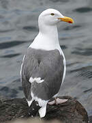 Western Gull