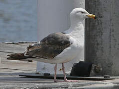 Western Gull