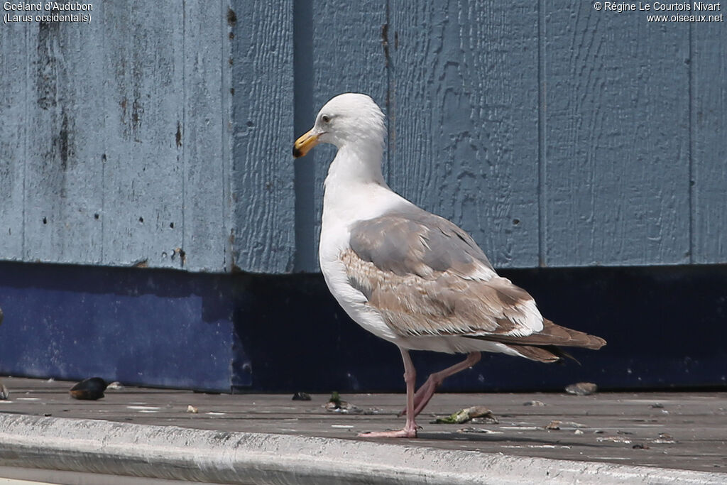 Western Gull