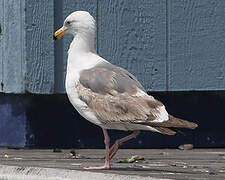 Western Gull