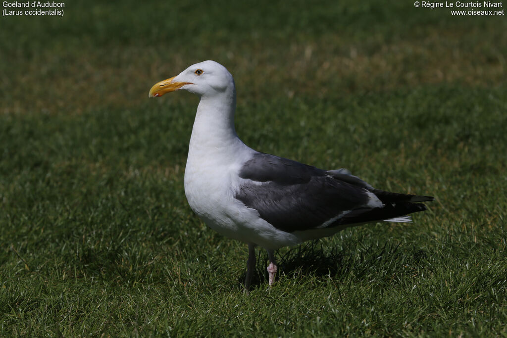 Goéland d'Audubon