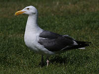 Goéland d'Audubon