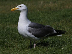 Western Gull