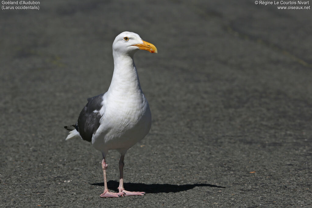 Western Gull