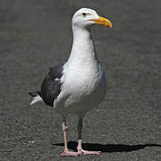 Western Gull