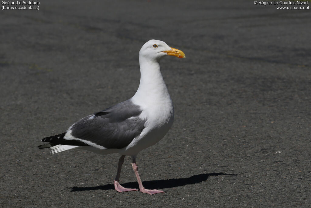 Goéland d'Audubon