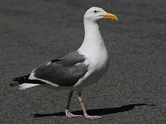 Western Gull