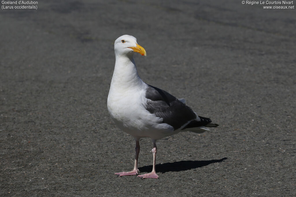 Western Gull