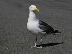 Western Gull