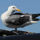 Goéland d'Audubon