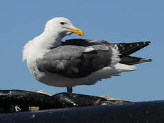 Goéland d'Audubon