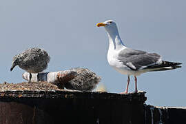 Western Gull