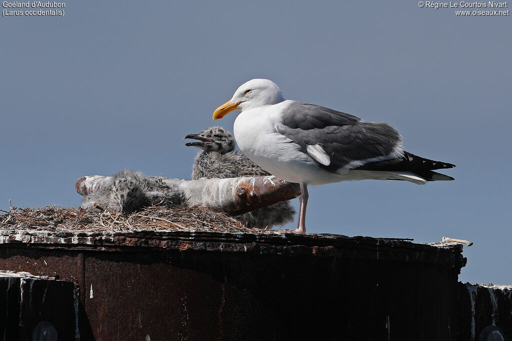 Goéland d'Audubon