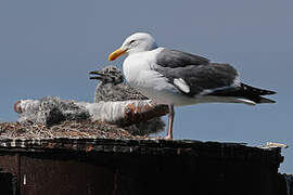 Western Gull