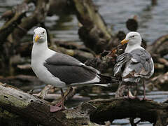 Western Gull