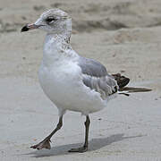 California Gull