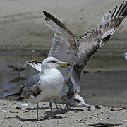 California Gull