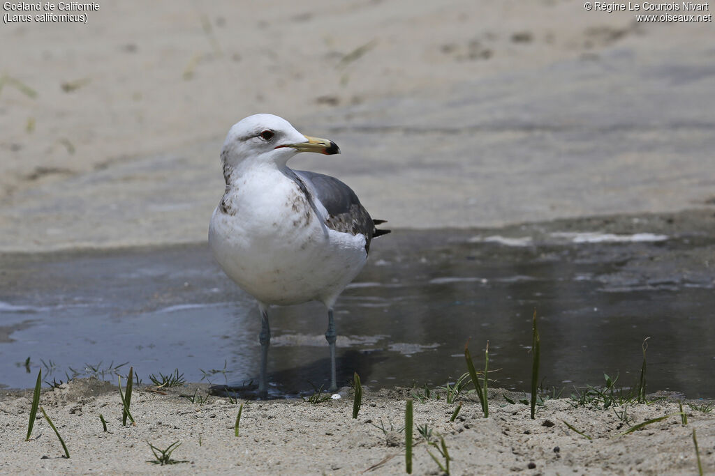 California Gullimmature