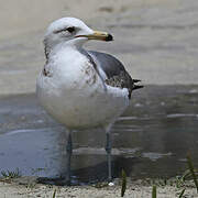 California Gull