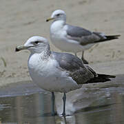 California Gull