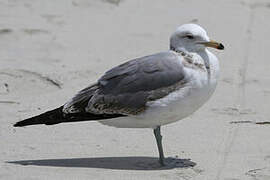 California Gull