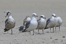 California Gull