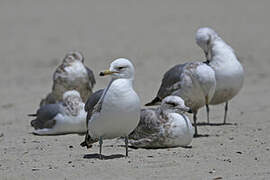 California Gull